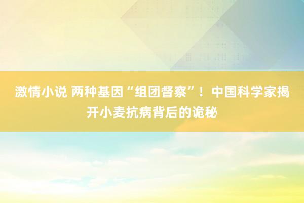 激情小说 两种基因“组团督察”！中国科学家揭开小麦抗病背后的诡秘