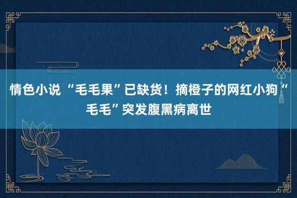 情色小说 “毛毛果”已缺货！摘橙子的网红小狗“毛毛”突发腹黑病离世
